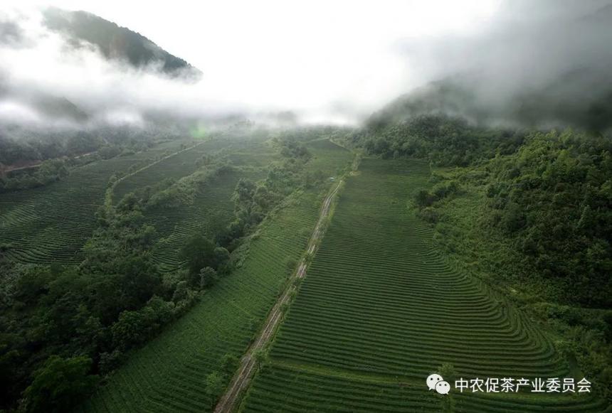 2022全国茶旅精品线路候选线路欣赏：腾冲高黎贡山茶旅走廊